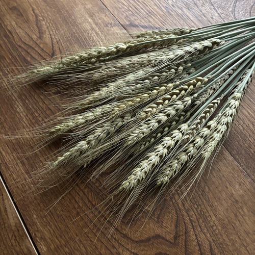 ドライフラワー素材❕スペルト小麦25本(^.^)自然栽培.:*:・'°☆ ドライ