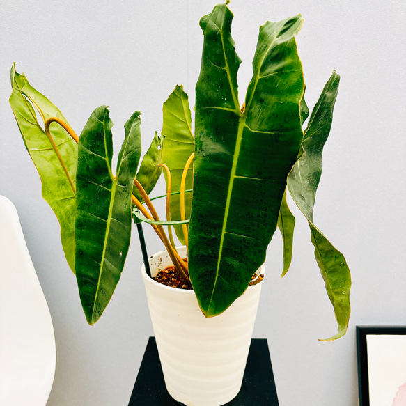 現品］【希少】2番 フィロデンドロン ビレッティア 6号 観葉植物