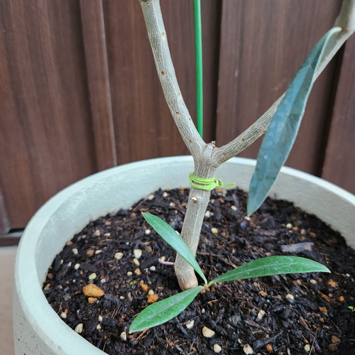 オリーブの木 エルグレコ ホワイト鉢植え 苗 シンボルツリー オリーブの木 エルグレコ ホワイト鉢植え 苗 シンボルツリー