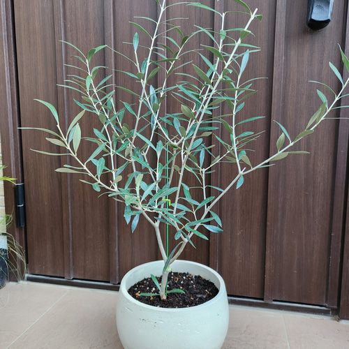 オリーブの木 エルグレコ ホワイト鉢植え 苗 シンボルツリー