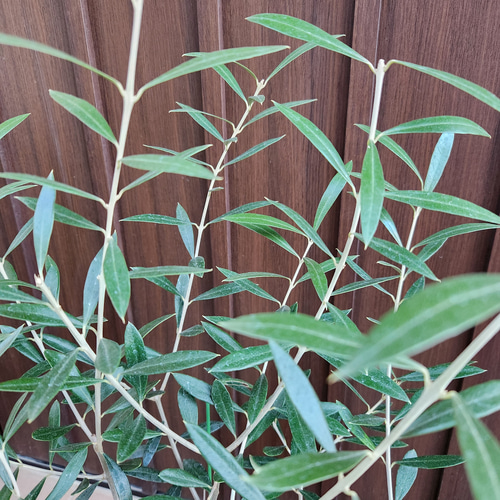オリーブの木 エルグレコ ホワイト鉢植え 苗 シンボルツリー オリーブの木 エルグレコ ホワイト鉢植え 苗 シンボルツリー