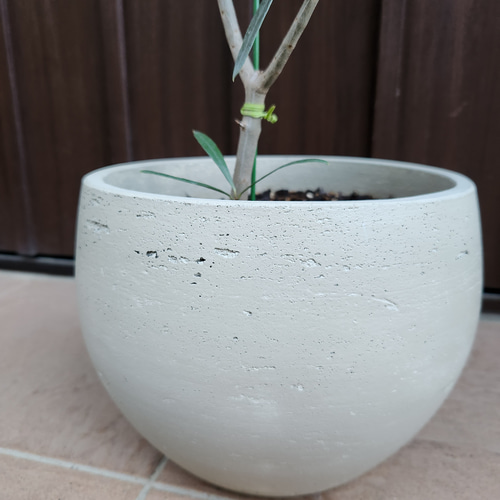 オリーブの木 エルグレコ ワイルドロックテラコッタ鉢植え 苗