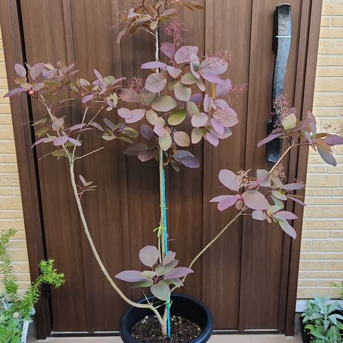 大株 スモークツリー 9号ポット鉢植え 庭木 盆栽 fleurir フルリール