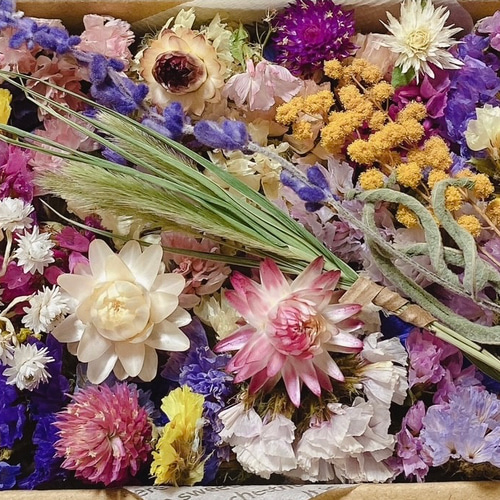 【彩様おまとめ】ドライフラワー ヘリクリサム の鉢植え🪴 ドライフラワーにもなる人気のお花
