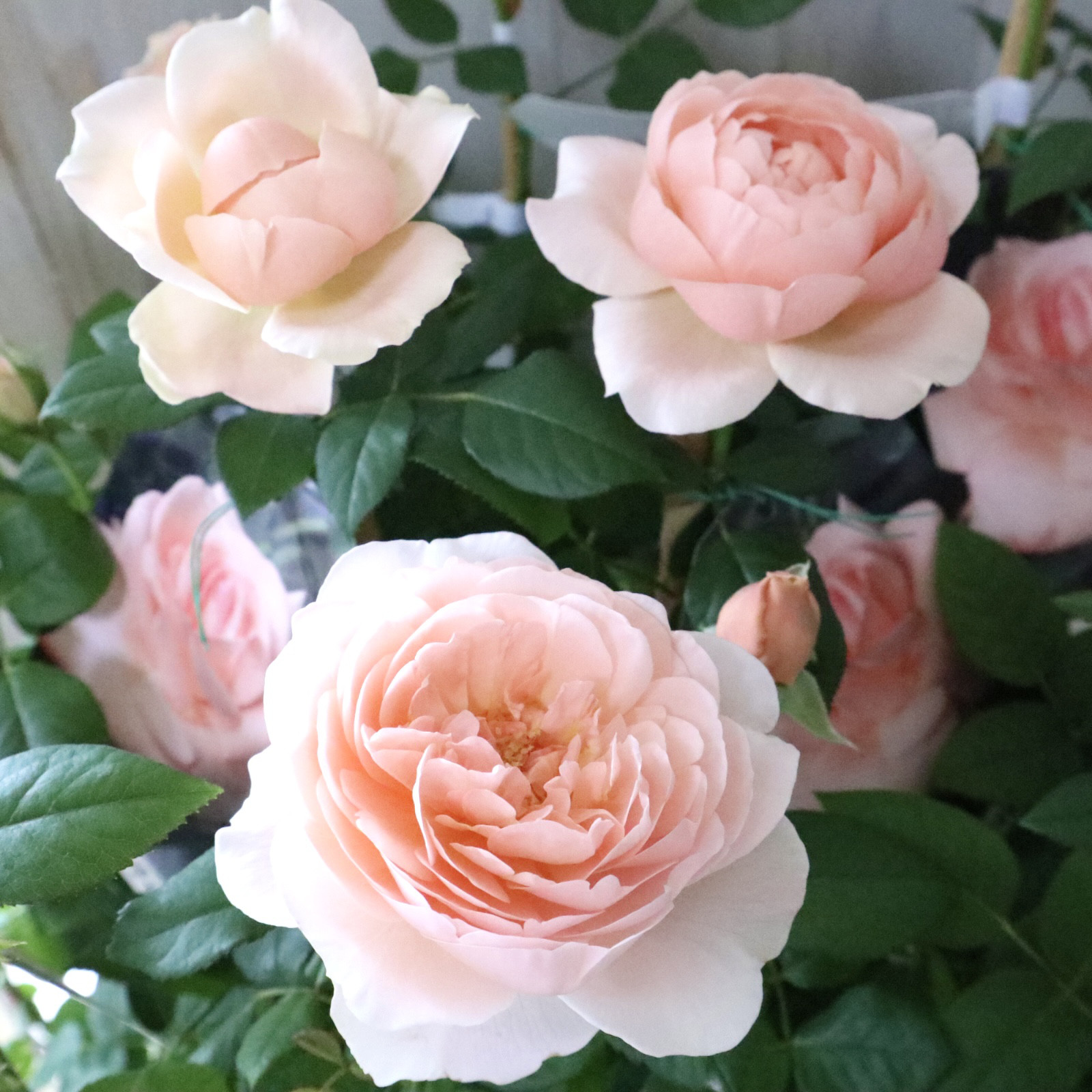 プリティレディ♡アプリコット色♡バラ♡        Ω