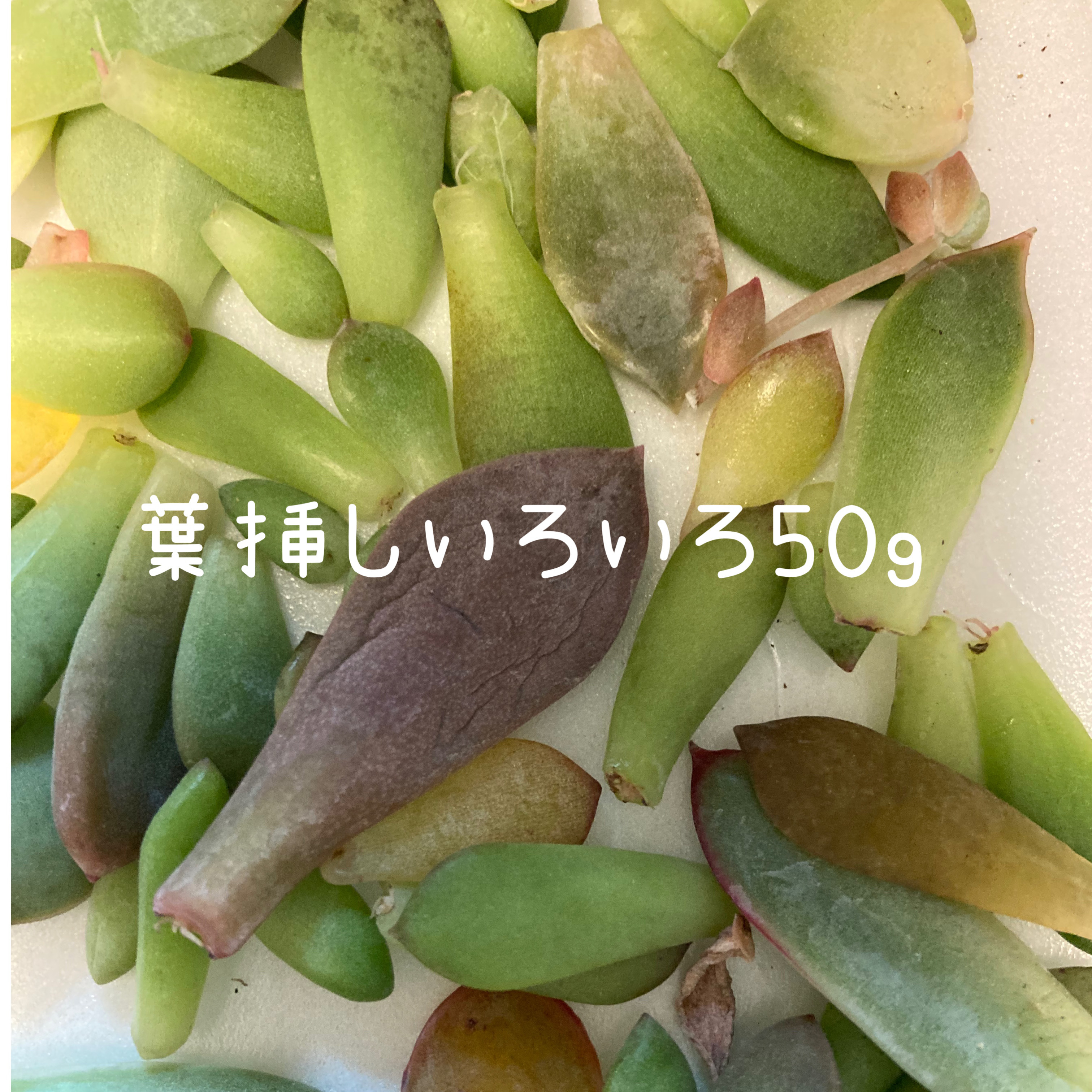 送料無料』多肉植物葉挿しいろいろお楽しみセット50g以内 多肉