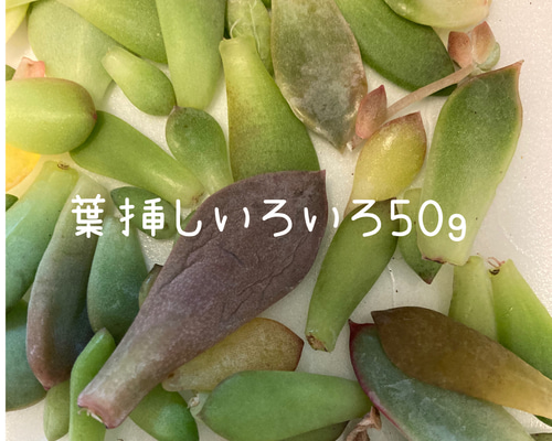 送料無料』多肉植物葉挿しいろいろお楽しみセット50g以内 多肉植物