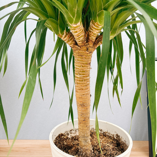 観葉植物 ドラセナカンボジアーナ 希少種