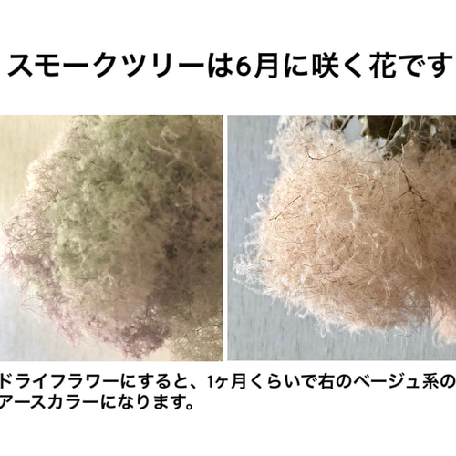 特価】スモークツリー ミモザ リース 15cm ＊ シャビー＆ナチュラル