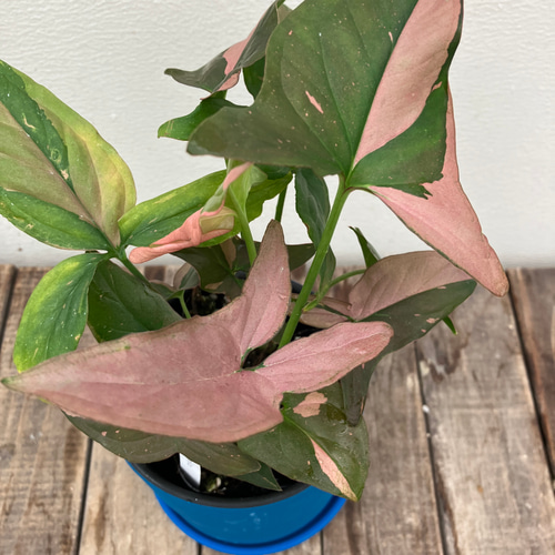 斑入り　シンゴニウム　苗　観葉植物 フレンチマーブル♡シンゴニウム♡斑入り♡観葉植物♡インテリア