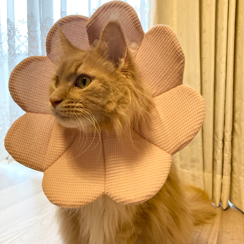 お花のエリザベスカラー＊Lサイズ ペット服・アクセサリー A