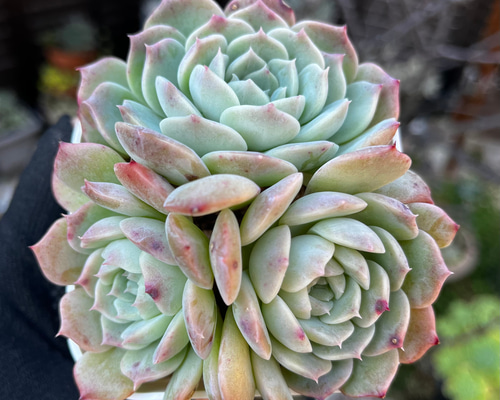 多肉植物　韓国苗　ドリームスーツ　抜き苗 楽天市場】多肉植物 エケベリア ドリームスーツ 韓国苗 抜き苗 カット