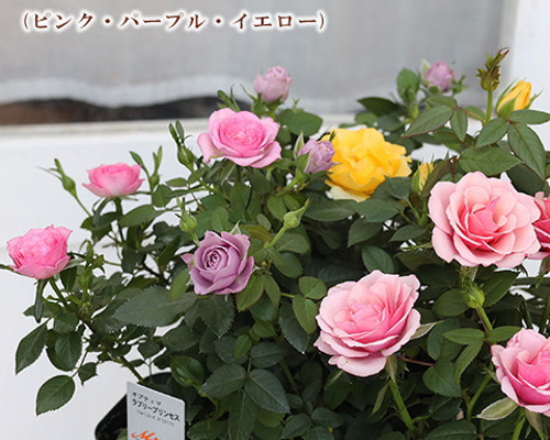 花苗 ミニバラ MIX ピンク パープル イエロー 3号ポット 花苗 ミニバラ MIX ピンク パープル イエロー 3号ポット