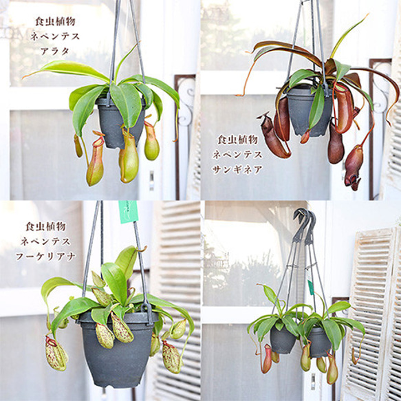 観葉植物 食虫植物 ウツボカズラ ネペンテス アラタ サンギネア