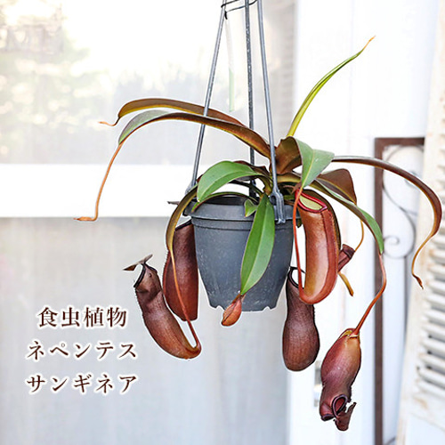 観葉植物 食虫植物 ウツボカズラ ネペンテス アラタ サンギネア