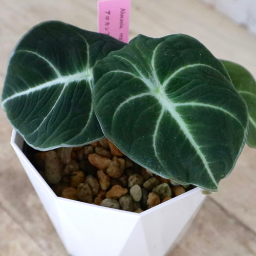 アロカシア ハート型緑葉 （フェイクグリーン 大型 観葉植物
