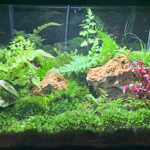82 苔アート 苔テラリウム イモリウム カエルリウム 完成品