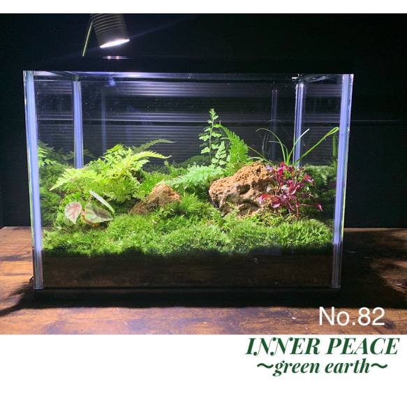 No.82 苔アート苔テラリウムイモリウムカエルリウム完成品
