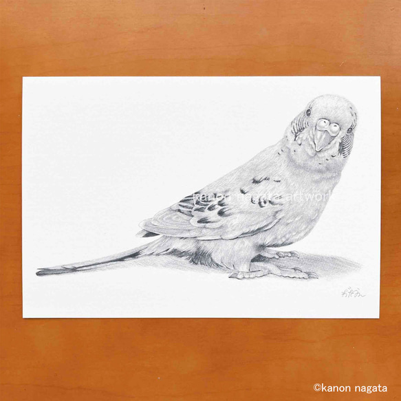 インコ　絵画 ecdb7db78affe39ae5b03eb21c01dd