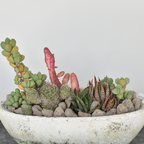 職人鉢 多肉植物 サボテンにも 植木鉢