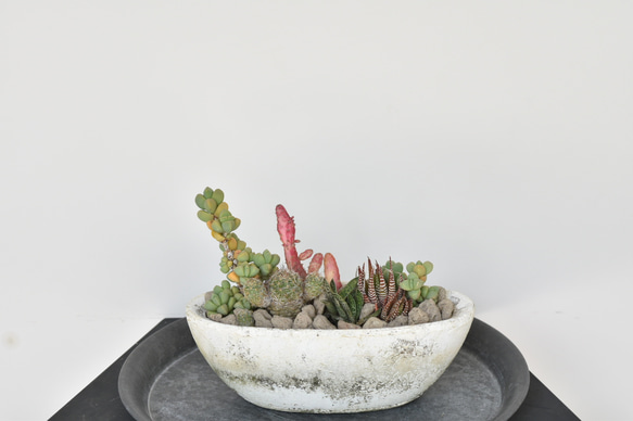 敬老の日に】多肉植物、サボテン寄せ植え hakobune 多肉植物