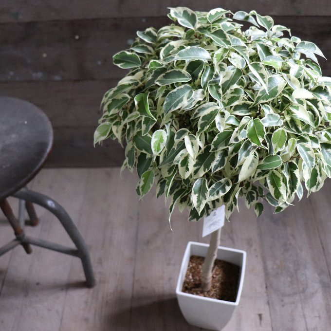 登録品種 ベンジャミン・スターライトビューティークイーン＊白斑が