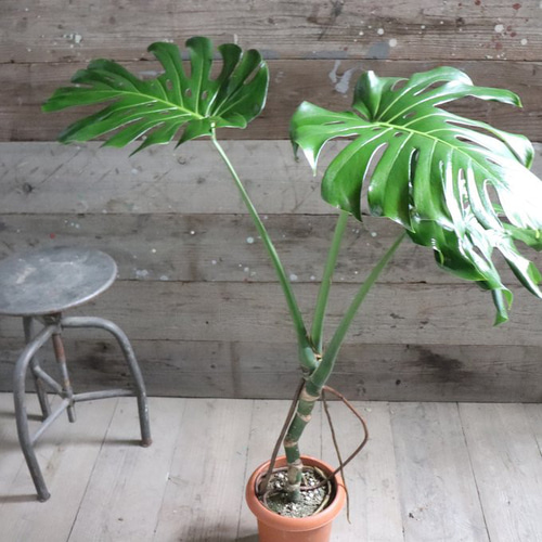 観葉植物 モンステラ 7号 根あがり プラスチック鉢 | 観葉植物