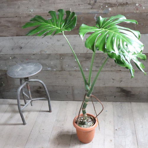 根上がりのモンステラ♡7号♡おしゃれ♡立派♡観葉植物 アート
