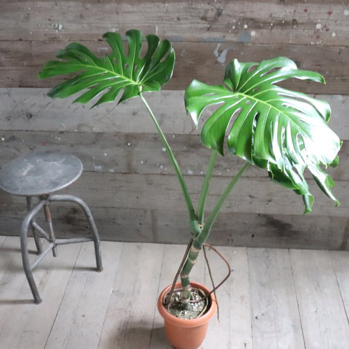 ①　モンステラ　根上がり　７号　最高等級極上品‼️ 根上がりのモンステラ♡7号♡おしゃれ♡立派♡観葉植物 アートフラワー