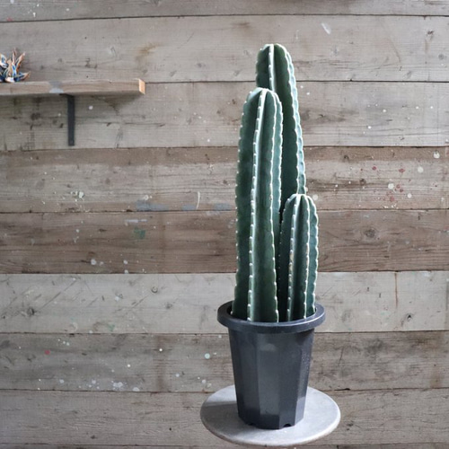 柱サボテン3本立て♡8号♡サボテン♡インテリア♡おしゃれ アート