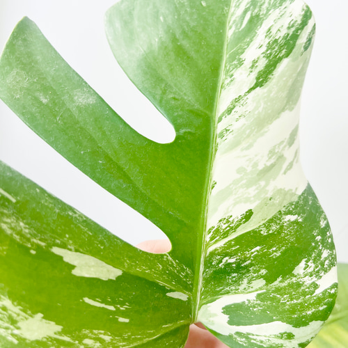 希少】《送料無料》650. 斑入り モンステラ ホワイトタイガー 6号鉢