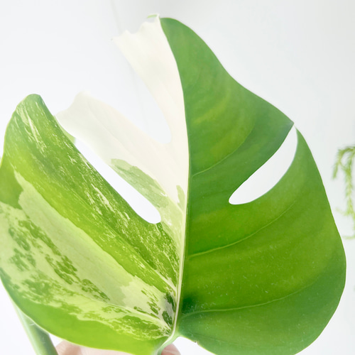 希少】《送料無料》650. 斑入り モンステラ ホワイトタイガー 6号鉢