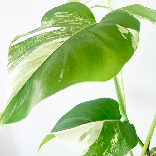 希少】《送料無料》650. 斑入り モンステラ ホワイトタイガー 6号鉢