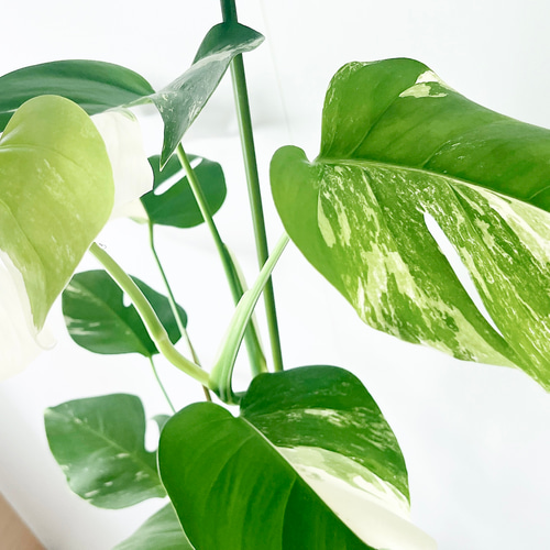 希少】《送料無料》650. 斑入り モンステラ ホワイトタイガー 6号鉢