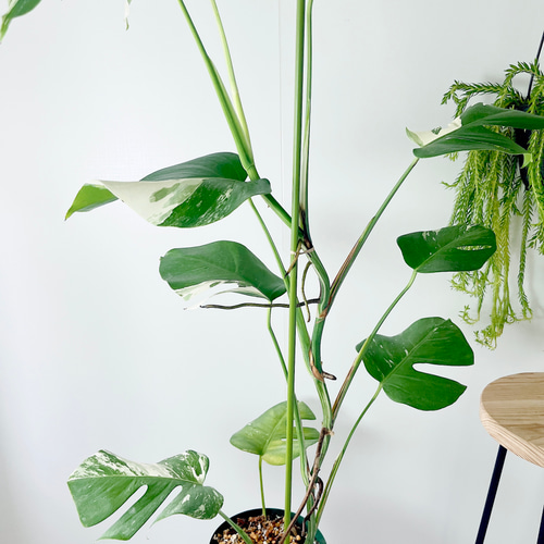 希少】《送料無料》650. 斑入り モンステラ ホワイトタイガー 6号鉢