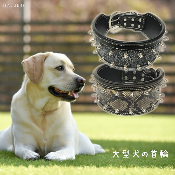 ホワイト　レザー スタッズ付き　首輪&リード　セット　犬　カラー ホワイト レザー スタッズ付き 首輪&リード セット 犬 カラー 小型犬