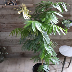 螺旋丸 五葉松 樹齢10年 中品盆栽 鉢付き 盆栽 松工房 -Pine Workshop