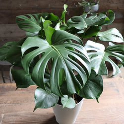 ●ポットごと♡雪兎♡斑入り♡サンデルシー♡希少♡スイカぺぺ♡ぺぺロミア♡観葉植物 ポットごと 雪兎 斑入りサンデルシー 希少 斑入りスイカぺぺ