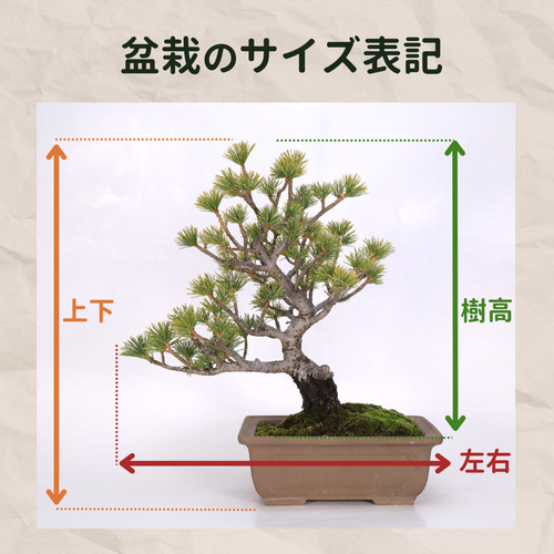 木萩(きはぎ)手のひらサイズ ミニ盆栽 盆栽 石井盆栽 通販