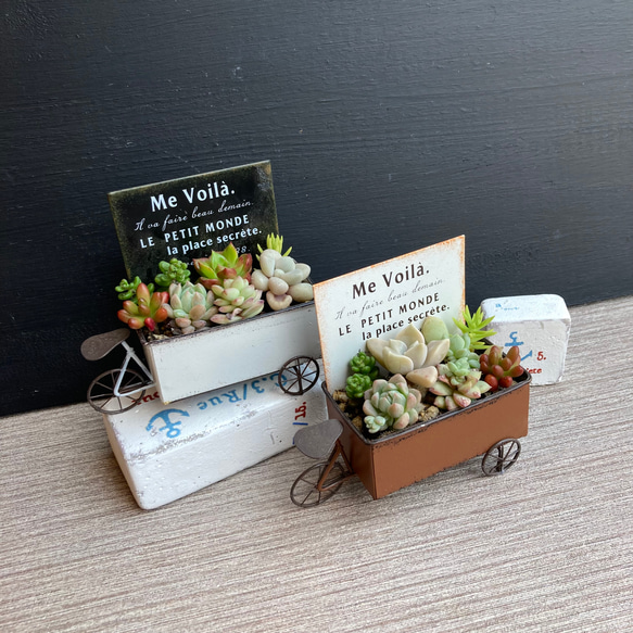 ポップなステップカート プランター フラワー 多肉 寄せ植え　ガーデニング 数量限定【父の日2024・鉢物】多肉植物寄せ植えセット フラワーカート