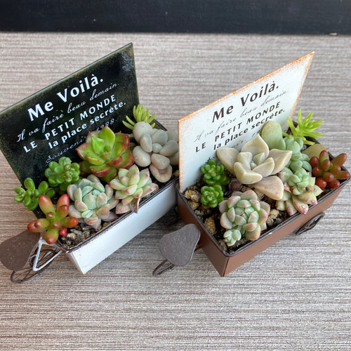 寄せ植え　多肉植物　寄せ植え　セット サイズが選べる】多肉植物の寄せ植え_M238-008-SKU - 宮崎県宮崎市