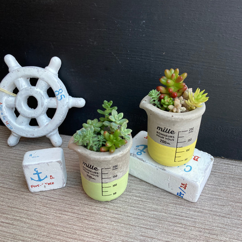 多肉植物父の日寄せ植えおせち