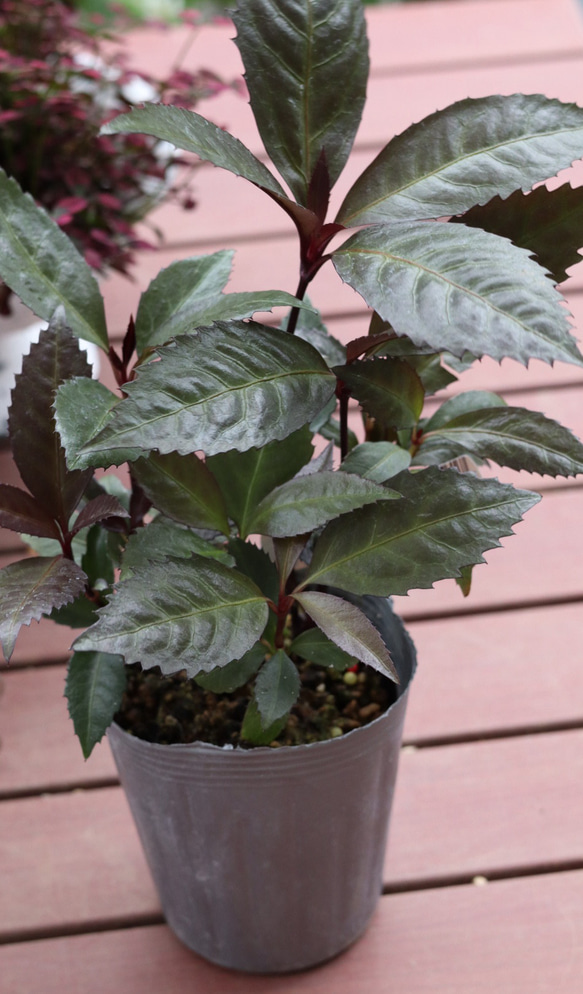 激レア！黒葉千両ダークショコラ＊* その他インテリア雑貨 アイビー