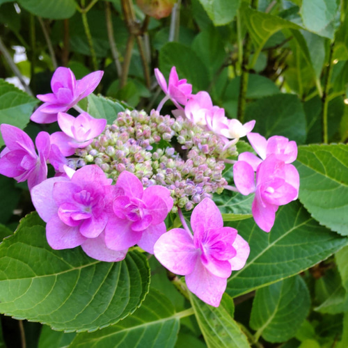 八重額紫陽花 ピンク 苗 タグが取れ品種不明に どなたか教えて