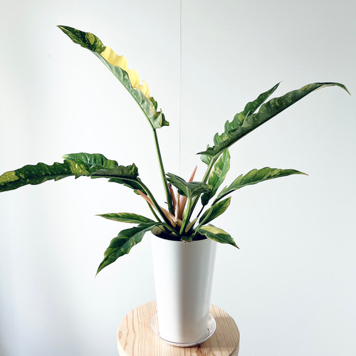 505. 【希少】フィロデンドロン リングオブファイア 5号鉢 多肉植物