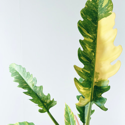 超希少な★フィロデンドロン　ハイブリッド★斑入りA56 フィロデンドロン セローム稀少斑入り(Philodendron selloum