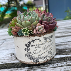 多肉植物寄せ植え そのまま飾れる ブーケ寄せ 多肉植物 midorin 通販