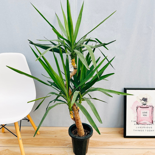 現品］ユッカ エレファンティペス 曲がり 7号 観葉植物 室内