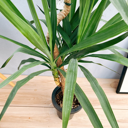 ユッカ　曲がり ユッカ 10号 曲がり | HitoHana（ひとはな）