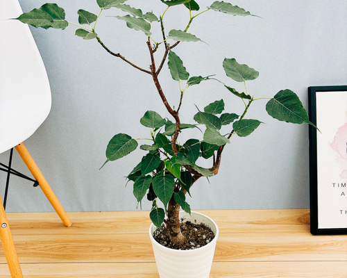 現品　フィカス　ゴムの木　インドボダイジュ　曲がり　33番　観葉植物　インテリア Amazon｜フィカス ゴムの木 インドボダイジュ 23番 曲がり 希少